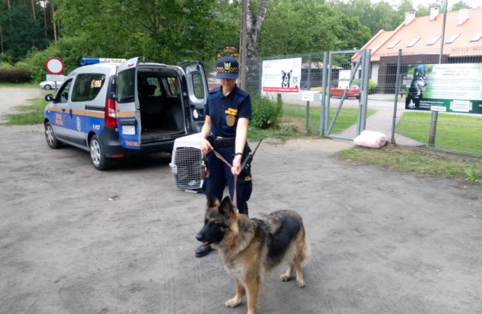 Dziesiątki interwencji ze zwierzętami