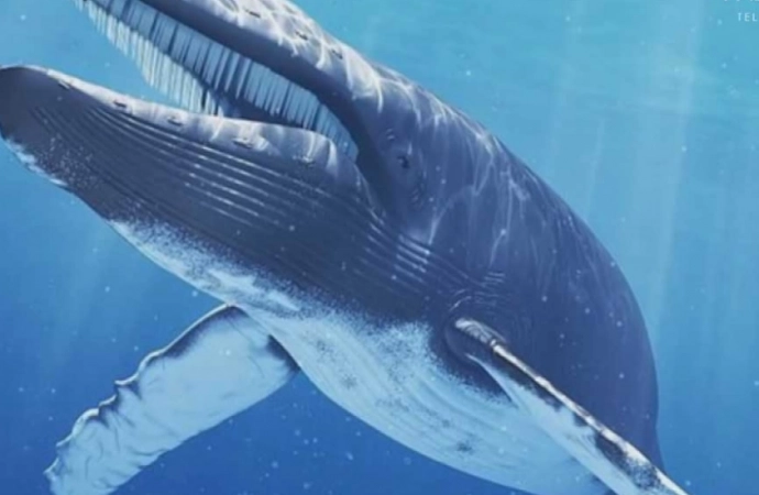 Internetowe zagrożenia: Niebieski wieloryb